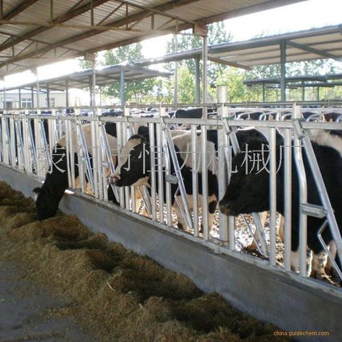 畜牧养殖牛场专用设备6米8位自锁式牛颈枷牛栏夹生产